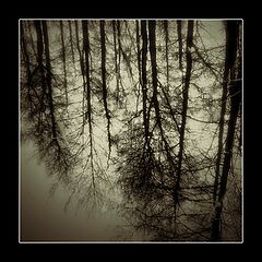 photo "underwater forest"