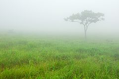 photo "In the morning"