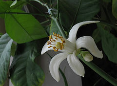 photo "Lemon flowered"