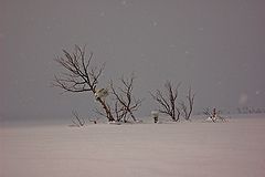 photo "***"
