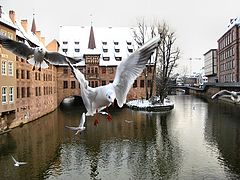 photo "Gulls of Nurnberg"