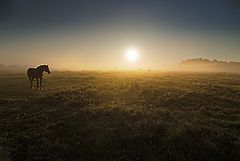 photo "***"