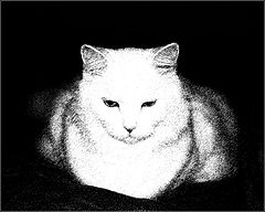 photo "***"