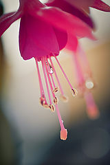 photo "***"