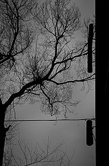 photo "***"