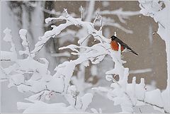 photo "winter sketch"