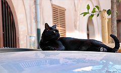 photo "Cat on the hot roof"