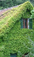 фото "the house in the forest"