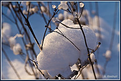 photo "***"