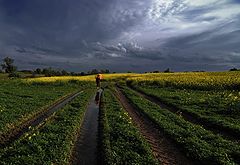 фото "Рапсовое поле"