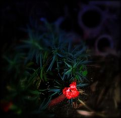 photo "***"