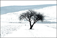 photo "Alone in the vast white / Один в обширном белом"