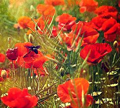 фото "..."
