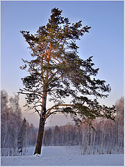 фото "Сосна."