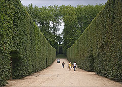 photo "a green corridor of Versailles"