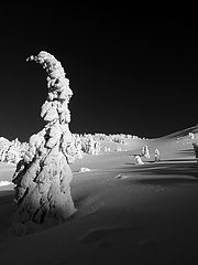 photo "Snow Ghosts"