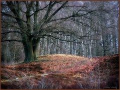 photo "***"