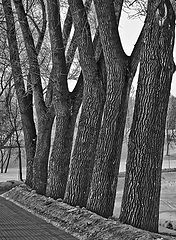photo "***"