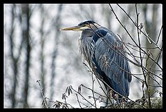 photo "Lord of the clearing"