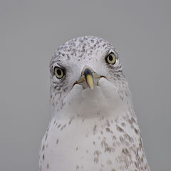 photo "HypnoGull"