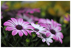 фото "Blumen"