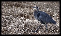 photo "Great Blue Heron in winter grass"