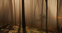 фото ",,"