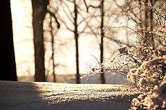 photo "Light and shade. January."