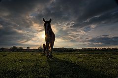 photo "***"