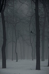 photo "***"