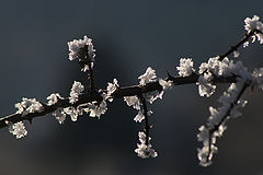 photo "Зимние цветы"