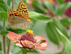 фото "Перламутровка пандора (лат. Argynnis pandora)"