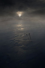 photo "***"