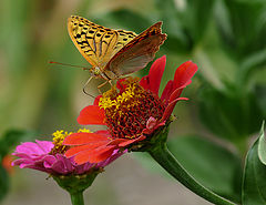 photo "Перламутровка пандора (лат. Argynnis pandora)"