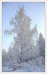 photo "Winter landscape"