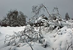 photo "The Winter Beauty"