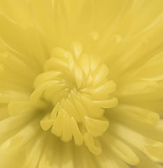 фото "Suzy"