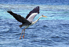 photo "природа птицы"