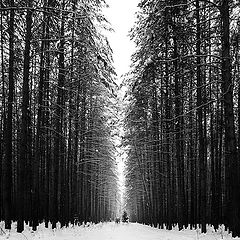 photo "Forest"