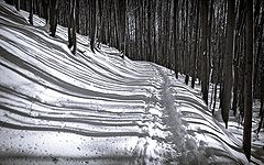 photo "lINES"