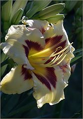 фото "***** - 354"