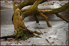 photo "frozen pond"