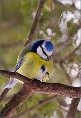 photo "An Offended Birdy"