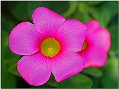 фото "Pinque"