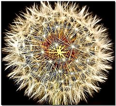 фото "Future Weeds"