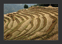 photo "step farming"