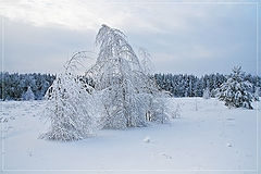 photo "Silence"