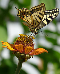 photo "Papilio machaon"