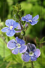 photo "Blue Little Eyes"