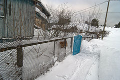 фото "свои все дома!!"